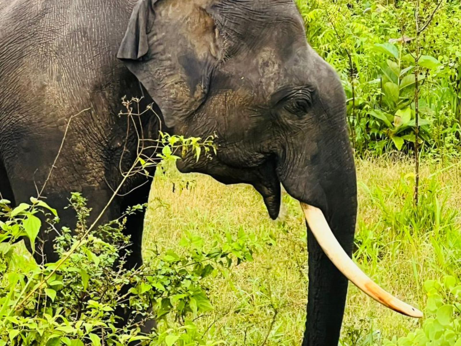 Wilpattu Safari