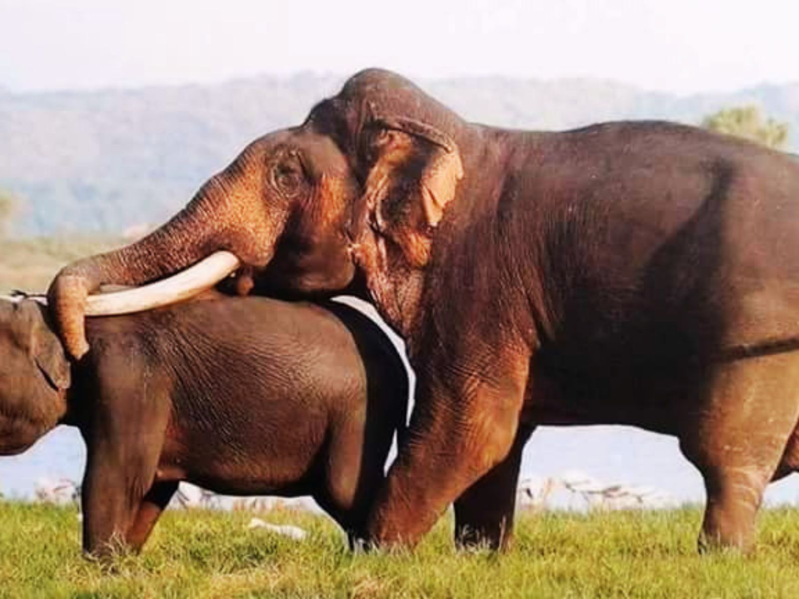 Yala Safari